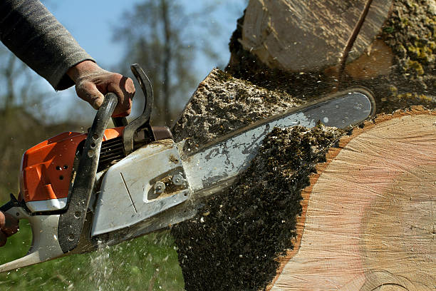 How Our Tree Care Process Works  in Rutherford, PA